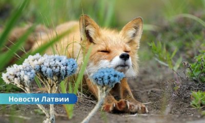 Рекорд холода этого лета: ночь на четверг стала самой холодной в Латвии.