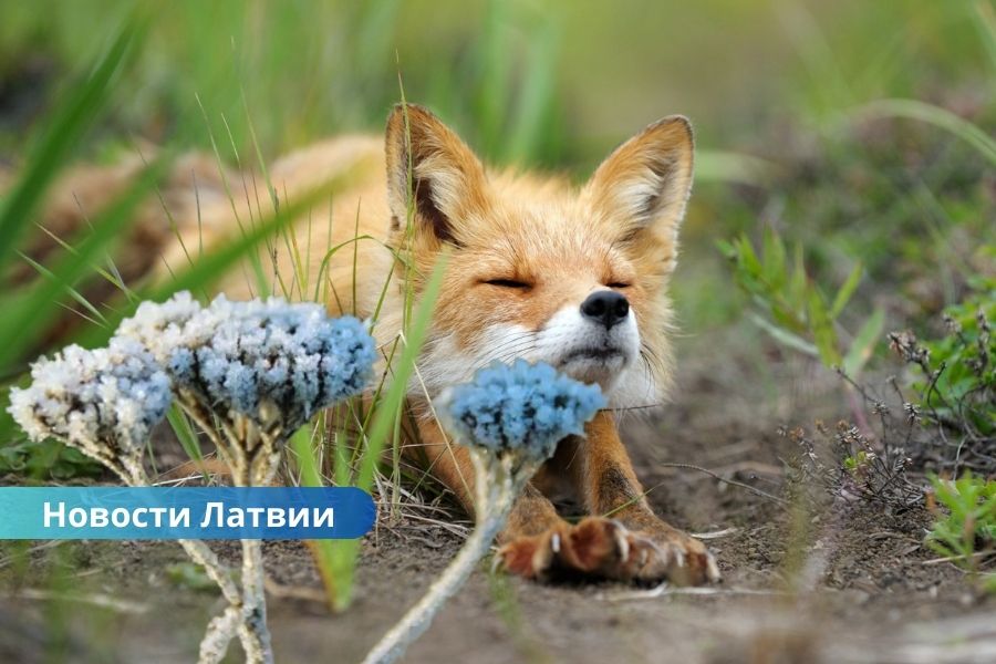 Рекорд холода этого лета: ночь на четверг стала самой холодной в Латвии.