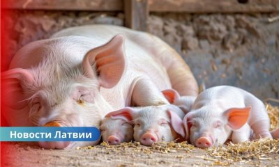 Вспышка африканской чумы свиней в Латвии: ферму с животными закрыли на карантин.
