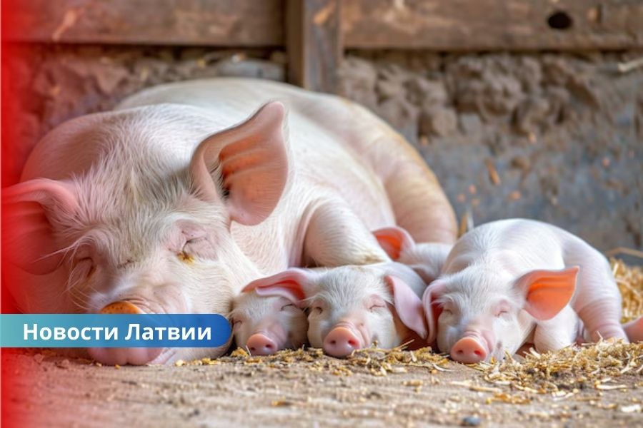 Вспышка африканской чумы свиней в Латвии: ферму с животными закрыли на карантин.