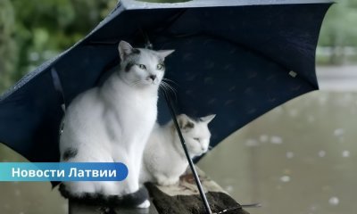 Начало недели в Латвии будет дождливым и ветреным: местами возможны грозы.