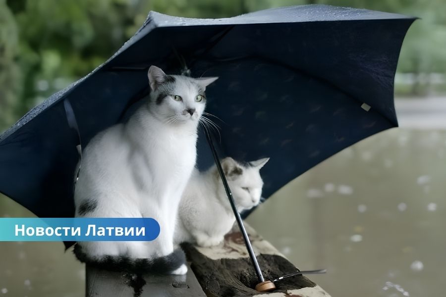 Начало недели в Латвии будет дождливым и ветреным: местами возможны грозы.