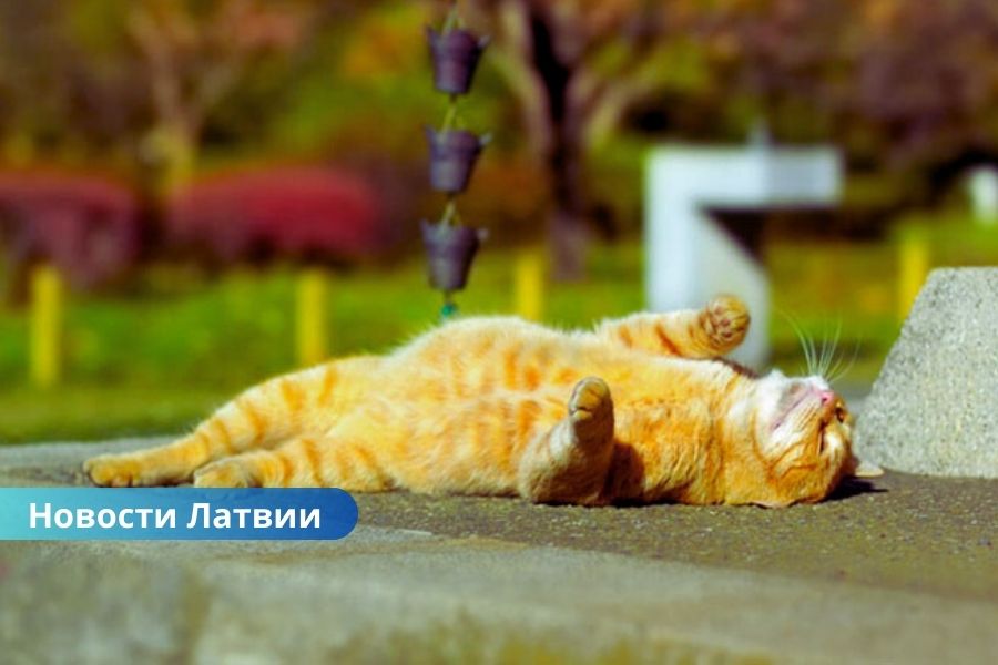 Завтра в Латвии потеплеет: кратковременные дожди в Риге, сухо в Даугавпилсе и Резекне.