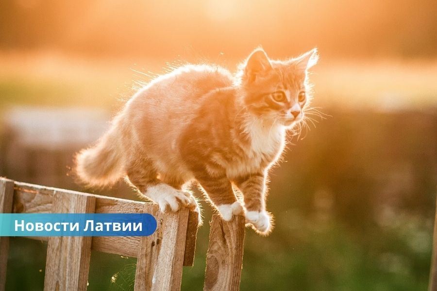 В четверг в Латвию возвращается лето: будет тепло и без дождя.
