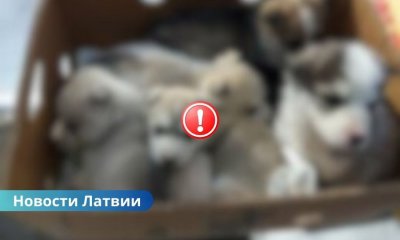 ВИДЕО: скандал в Добеле: щенков хаски бросили в подъезде — зоозащитники требуют вмешательства полиции.