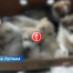 ВИДЕО: скандал в Добеле: щенков хаски бросили в подъезде — зоозащитники требуют вмешательства полиции.