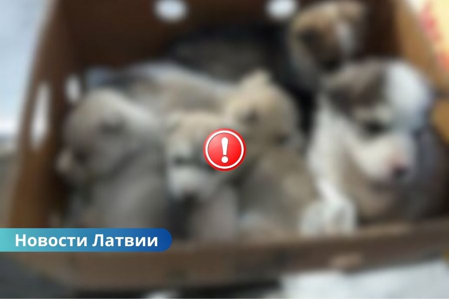 ВИДЕО: скандал в Добеле: щенков хаски бросили в подъезде — зоозащитники требуют вмешательства полиции.