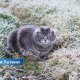 Похолодание и первые заморозки: прогноз погоды на следующую неделю.