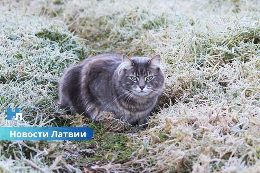 Похолодание и первые заморозки: прогноз погоды на следующую неделю.