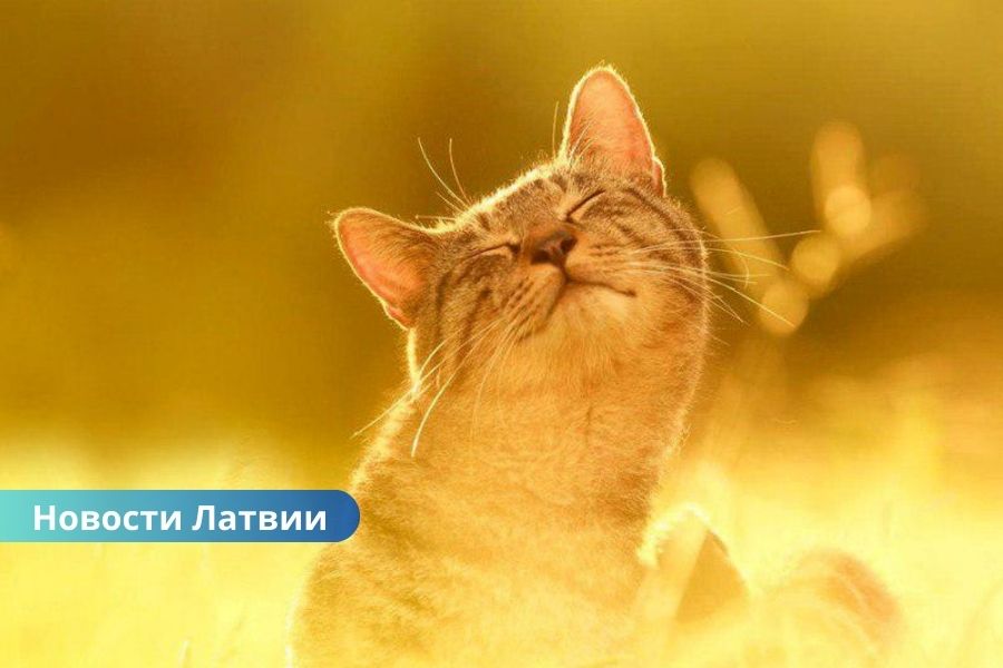 ☀Вторник в Латвии будет по летнему теплым.