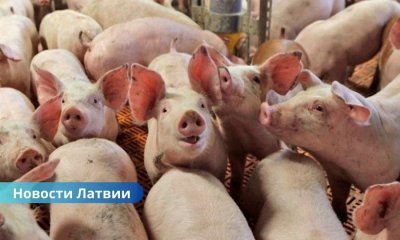 🔴 Массовая вспышка АЧС под Огре: на ферме уничтожат 20 тысяч свиней.