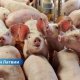 🔴 Массовая вспышка АЧС под Огре: на ферме уничтожат 20 тысяч свиней.