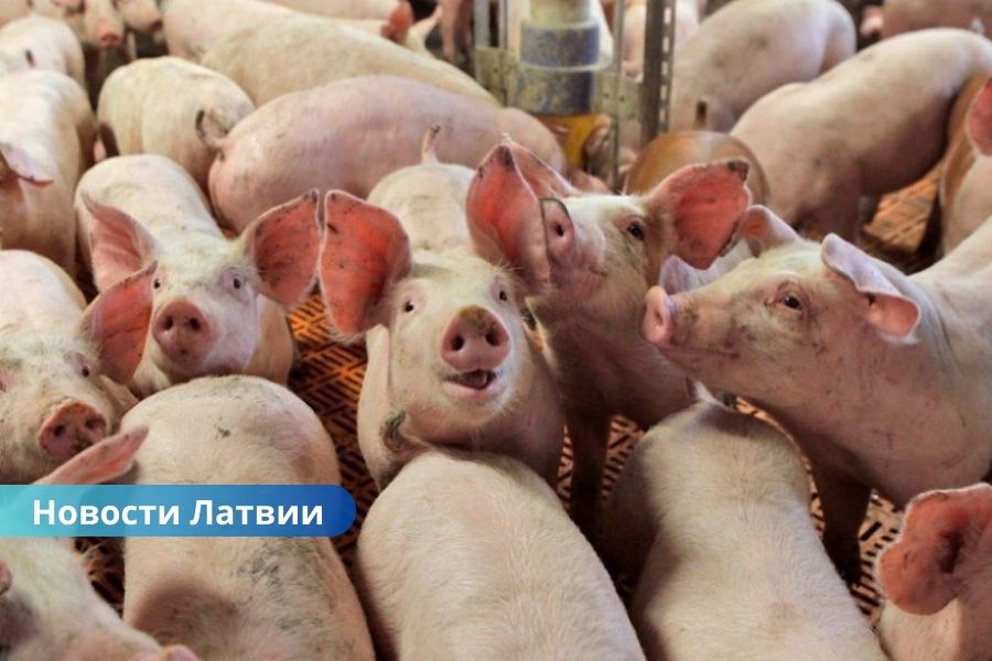 🔴 Массовая вспышка АЧС под Огре: на ферме уничтожат 20 тысяч свиней.