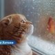 🌦️Прогноз погоды 4 сентября: синоптики предупреждают о грозах в Латгалии и солнечном дне в Риге.
