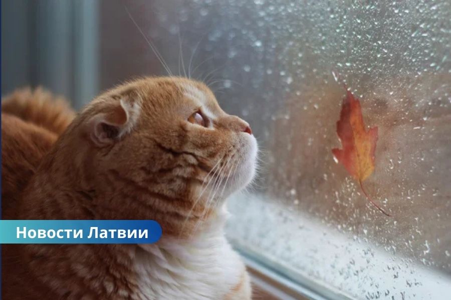 🌦️Прогноз погоды 4 сентября: синоптики предупреждают о грозах в Латгалии и солнечном дне в Риге.