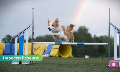 🐕 В Резекненском крае развивается центр кинологического развития: новые услуги и оборудование для собак.