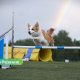 🐕 В Резекненском крае развивается центр кинологического развития: новые услуги и оборудование для собак.