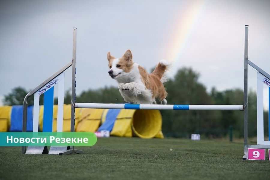 🐕 В Резекненском крае развивается центр кинологического развития: новые услуги и оборудование для собак.