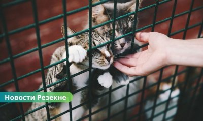 🐾 «Согреем маленькие лапки!» – в Резекне стартовала акция помощи приюту для животных.