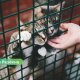 🐾 «Согреем маленькие лапки!» – в Резекне стартовала акция помощи приюту для животных.