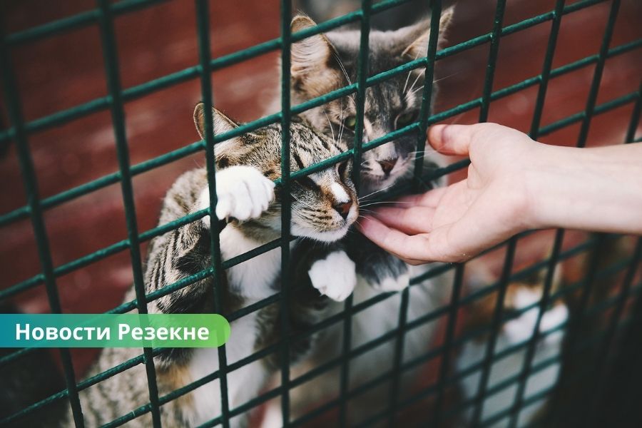 🐾 «Согреем маленькие лапки!» – в Резекне стартовала акция помощи приюту для животных.