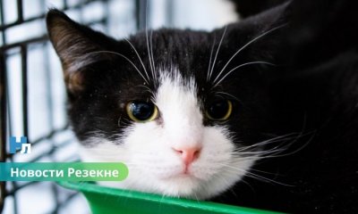🐾 Котики из Резекне ждут хозяев: приют приглашает в гости и просит помощи.