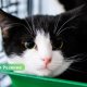 🐾 Котики из Резекне ждут хозяев: приют приглашает в гости и просит помощи.