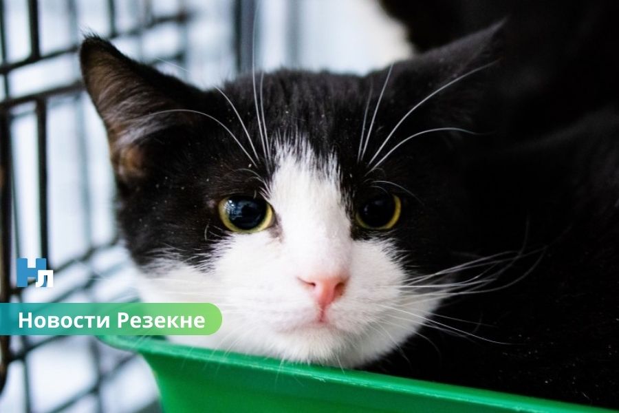 🐾 Котики из Резекне ждут хозяев: приют приглашает в гости и просит помощи.
