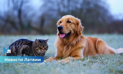 Ночь с заморозками: в Латвии температура опустится ниже нуля.