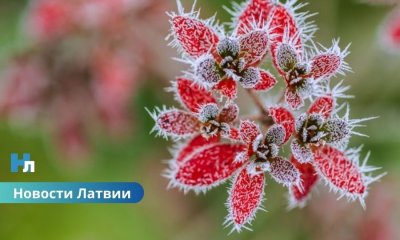 В Латвии похолодает: синоптики предупредили о заморозках.