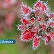 В Латвии похолодает: синоптики предупредили о заморозках.