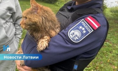 🐾 Полицейский спас кота, брошенного в реку с камнями в сумке.