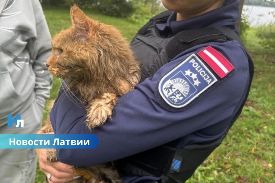 🐾 Полицейский спас кота, брошенного в реку с камнями в сумке.