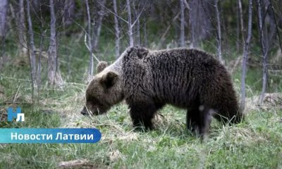 В Латвии стремительно растёт численность бурых медведей: что делать жителям и как избежать опасности?