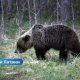 В Латвии стремительно растёт численность бурых медведей: что делать жителям и как избежать опасности?