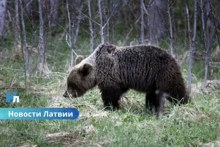 В Латвии стремительно растёт численность бурых медведей: что делать жителям и как избежать опасности?