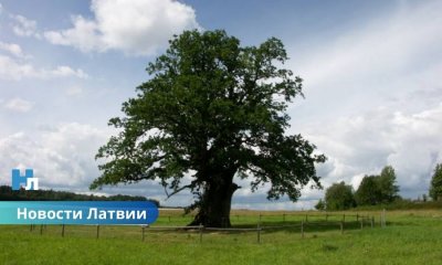 🌲 В Латвии за вырубку деревьев великанов придётся заплатить до 81 000 евро.