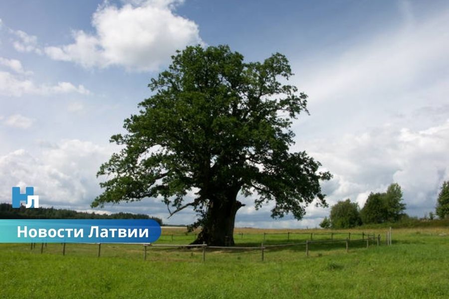 🌲 В Латвии за вырубку деревьев великанов придётся заплатить до 81 000 евро.