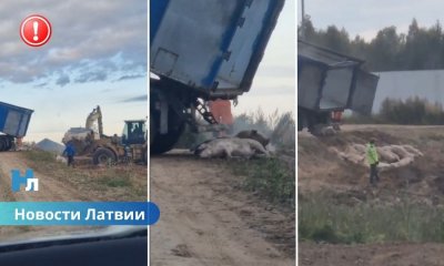 ❌🐷 Массовое захоронение свиней под Огре вызвало тревогу у жителей.