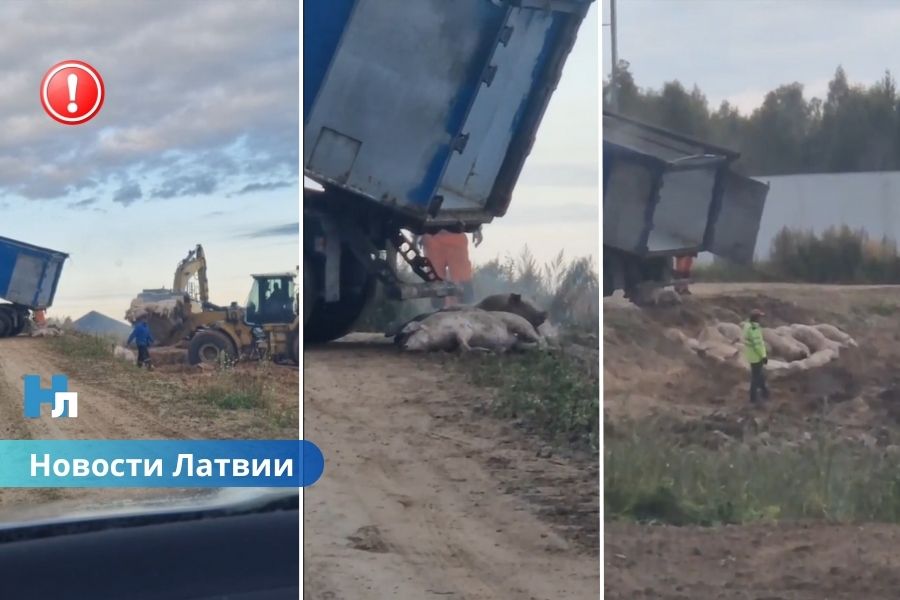 ❌🐷 Массовое захоронение свиней под Огре вызвало тревогу у жителей.