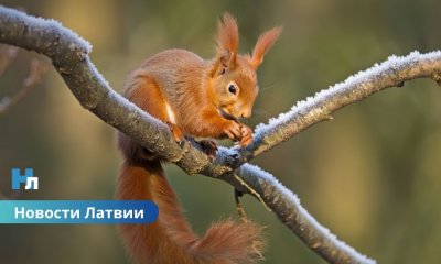🌤 Ночью заморозки до –2 °C: синоптики предупреждают о холодных выходных в Латвии.