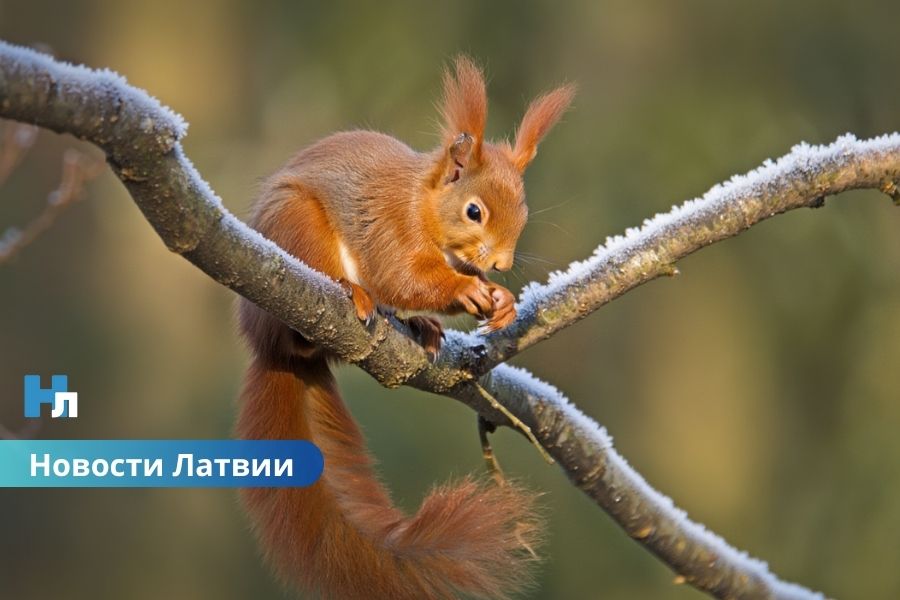 🌤 Ночью заморозки до –2 °C: синоптики предупреждают о холодных выходных в Латвии.