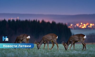 На востоке Латвии ожидаются заморозки до -5°C: синоптики предупреждают о самом холодном утре осени.