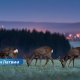 На востоке Латвии ожидаются заморозки до -5°C: синоптики предупреждают о самом холодном утре осени.