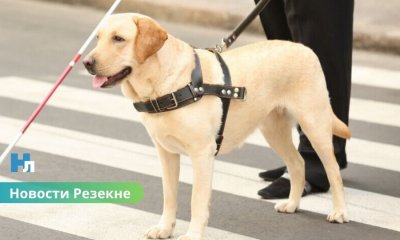 В Резекне проверили, уступают ли водители дорогу людям с белой тростью — результаты удивили.