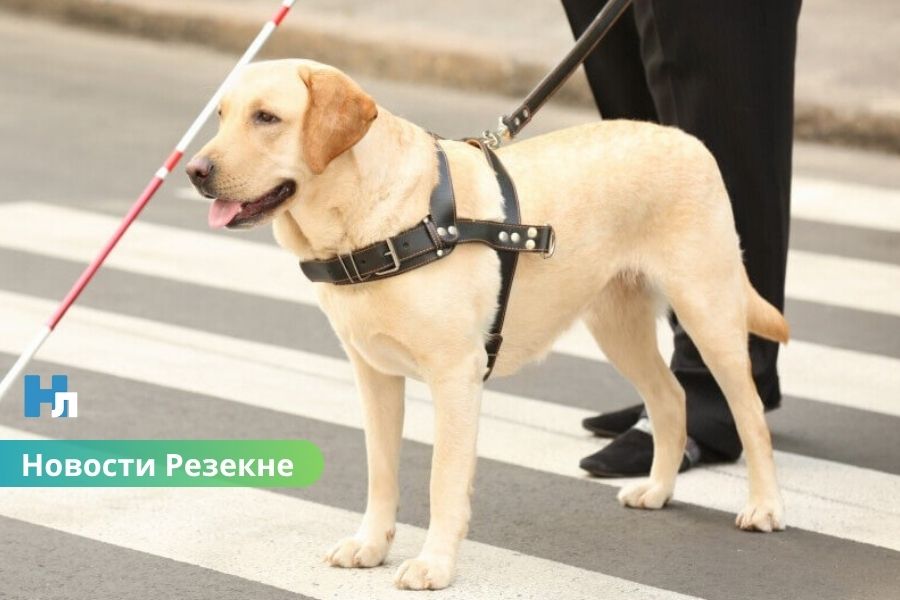 В Резекне проверили, уступают ли водители дорогу людям с белой тростью — результаты удивили.