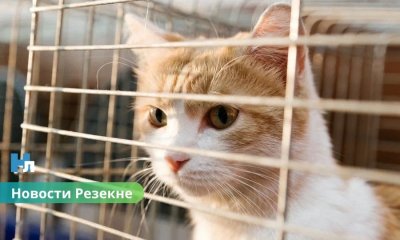 ❤️ Хочешь настоящего друга? В Резекненском приюте тебя ждут десятки преданных животных.
