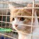 ❤️ Хочешь настоящего друга? В Резекненском приюте тебя ждут десятки преданных животных.