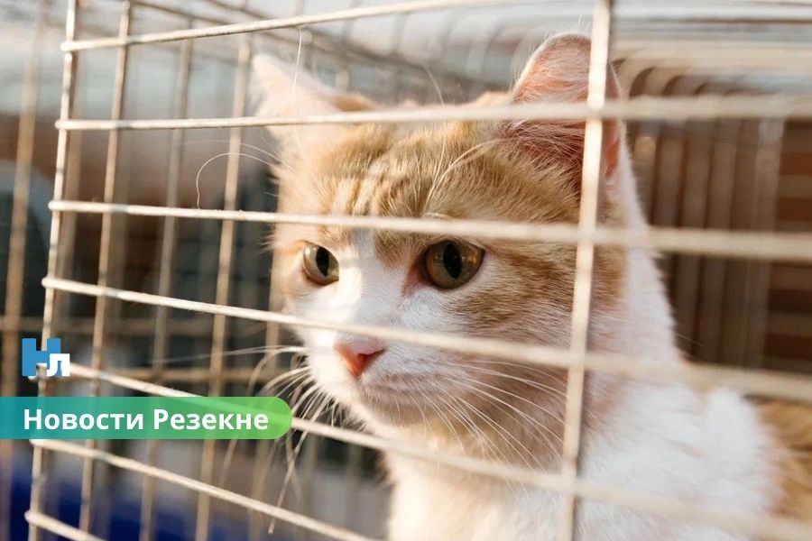 ❤️ Хочешь настоящего друга? В Резекненском приюте тебя ждут десятки преданных животных.