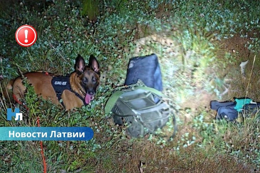 Четверо латвийцев пытались переправить в Россию десятки килограммов наркотиков — задержаны у границы!